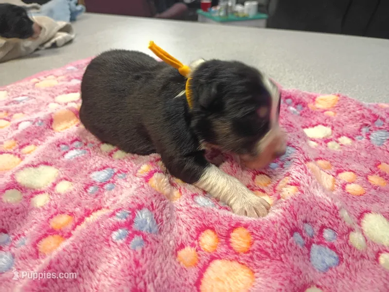 Yellow female  – Australian Shepherd puppy for sale in Independence, OR