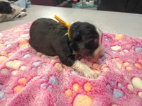 Yellow female , a female Australian Shepherd for sale in Independence, OR – 1 of 2