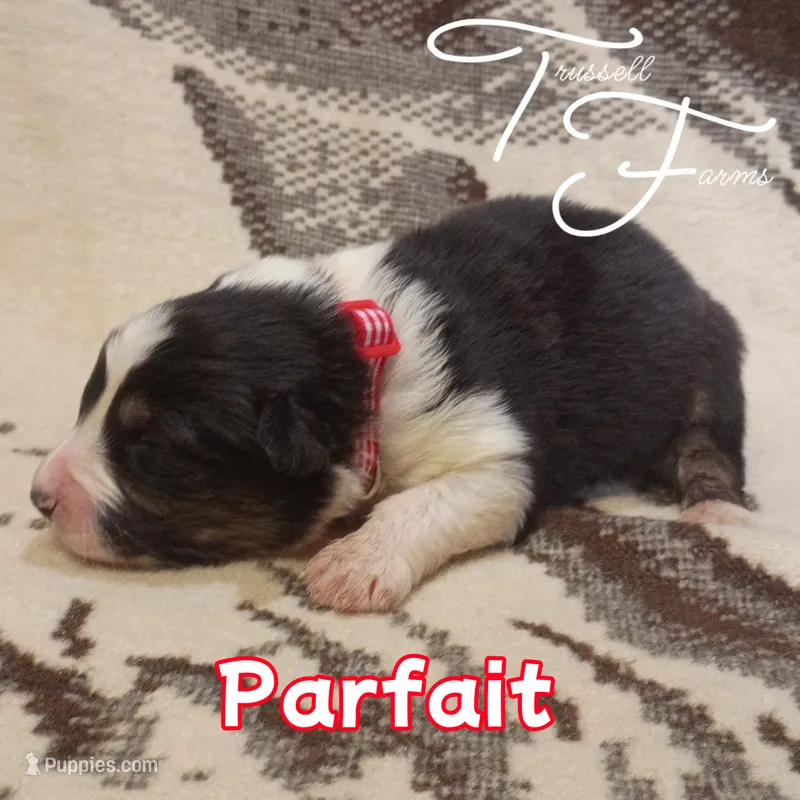 Parfait – Australian Shepherd puppy for sale in Independence, OR
