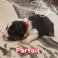 Parfait, a female Australian Shepherd for sale in Independence, OR – 1 of 3