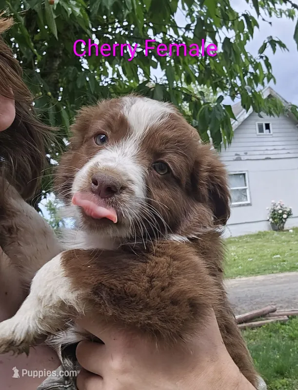 Cherry – Australian Shepherd puppy for sale in Independence, OR