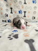 River, a male Australian Shepherd for sale in Independence, OR – Photo 2 of 2