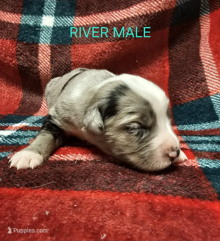 River – Australian Shepherd puppy for sale in Independence, OR