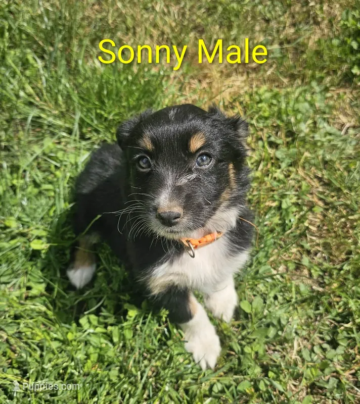 Sonny – Australian Shepherd puppy for sale in Independence, OR