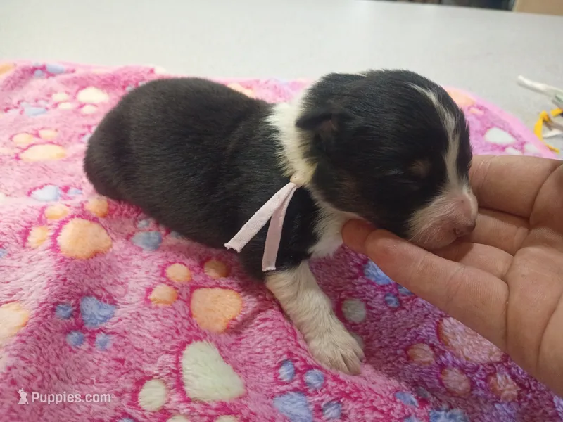 Light pink female – Australian Shepherd puppy for sale in Independence, OR