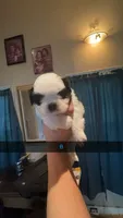 Shih Tzu , a male Shih Tzu for sale in San Antonio, TX – 1 of 1