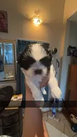 Shih Tzu , a female Shih Tzu for sale in San Antonio, TX – 1 of 1