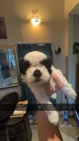 Shih Tzu , a male Shih Tzu for sale in San Antonio, TX – 1 of 5
