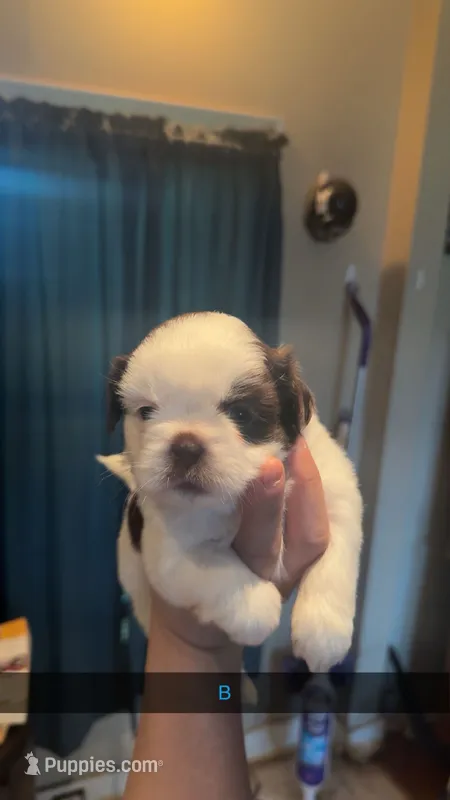 Shih Tzu  – Shih Tzu puppy for sale in San Antonio, TX
