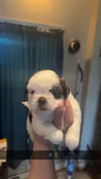Shih Tzu , a male Shih Tzu for sale in San Antonio, TX – 1 of 1