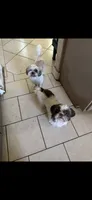 Shih Tzu , a male Shih Tzu for sale in San Antonio, TX – 5 of 5