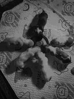 processed/f301f6b8-f44a-42fc-bf01-696184bc5be9/facility/f5a1c97c-6799-4312-bb16-5b1d149a13d6