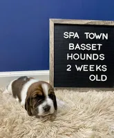 Miss Purple , a female Basset Hound for sale in Ballston Spa, NY – Photo 7 of 8