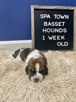 Miss Purple , a female Basset Hound for sale in Ballston Spa, NY – Photo 8 of 8