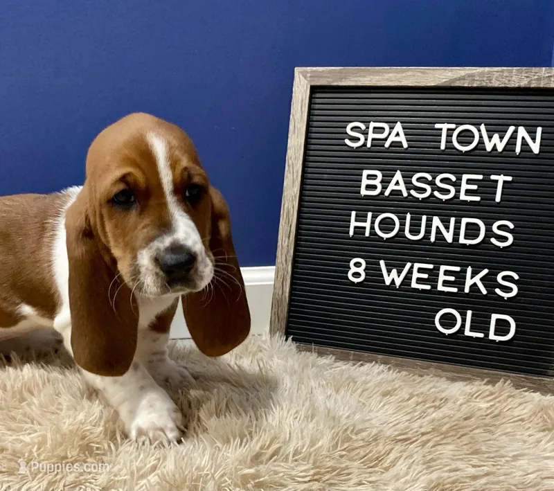 Miss Purple  – Basset Hound puppy for sale in Ballston Spa, NY