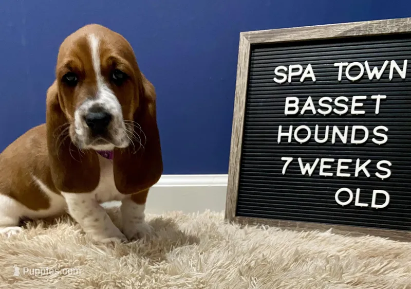 Miss Purple  – Basset Hound puppy for sale in Ballston Spa, NY