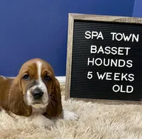 Miss Purple , a female Basset Hound for sale in Ballston Spa, NY – Photo 4 of 8