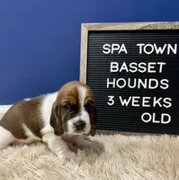 Miss Purple , a female Basset Hound for sale in Ballston Spa, NY – Photo 6 of 8