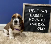 Miss Purple , a female Basset Hound for sale in Ballston Spa, NY – Photo 5 of 8