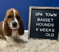 Miss Purple , a female Basset Hound for sale in Ballston Spa, NY – Photo 1 of 8