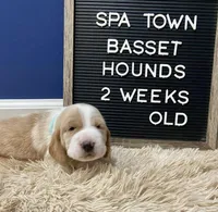 Miss Teal, a female Basset Hound for sale in Ballston Spa, NY – Photo 7 of 8