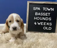 Miss Teal, a female Basset Hound for sale in Ballston Spa, NY – Photo 5 of 8