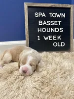 Miss Teal, a female Basset Hound for sale in Ballston Spa, NY – Photo 8 of 8