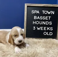 Miss Teal, a female Basset Hound for sale in Ballston Spa, NY – Photo 6 of 8