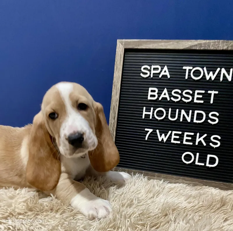 Miss Teal – Basset Hound puppy for sale in Ballston Spa, NY
