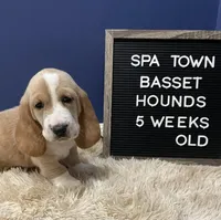 Miss Teal, a female Basset Hound for sale in Ballston Spa, NY – Photo 4 of 8