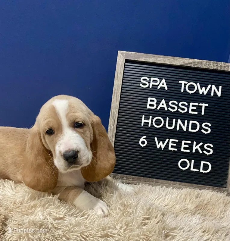 Miss Teal – Basset Hound puppy for sale in Ballston Spa, NY