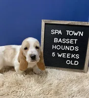 Miss Yellow, a female Basset Hound for sale in Ballston Spa, NY – Photo 4 of 8