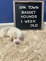 Miss Yellow, a female Basset Hound for sale in Ballston Spa, NY – Photo 8 of 8