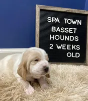 Miss Yellow, a female Basset Hound for sale in Ballston Spa, NY – Photo 7 of 8