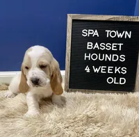 Miss Yellow, a female Basset Hound for sale in Ballston Spa, NY – Photo 5 of 8