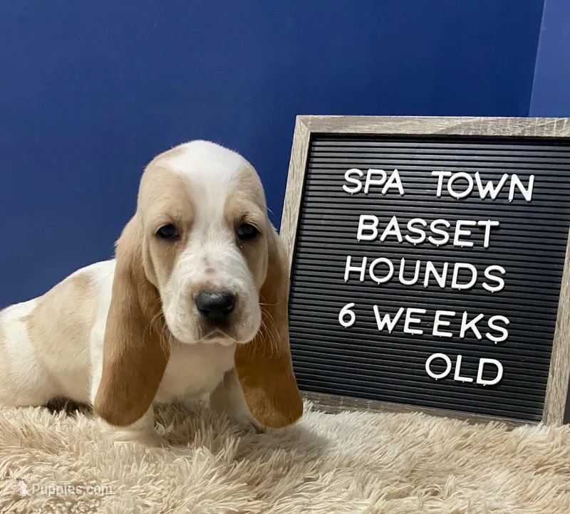 Miss Yellow – Basset Hound puppy for sale in Ballston Spa, NY