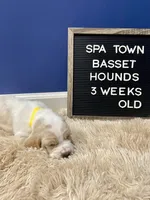 Miss Yellow, a female Basset Hound for sale in Ballston Spa, NY – Photo 6 of 8