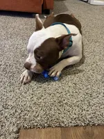 Jackson, a male American Staffordshire Terrier for sale in Houston, TX – 2 of 4