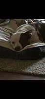 Jackson, a male American Staffordshire Terrier for sale in Houston, TX – 1 of 4