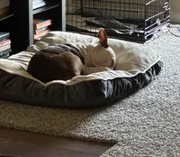 Jackson, a male American Staffordshire Terrier for sale in Houston, TX – 4 of 4