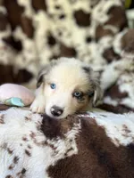 Breezeberry, a female Australian Shepherd for sale in Wayne, WV – 7 of 8