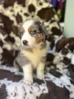 Sherbet Swirl, a female Australian Shepherd for sale in Wayne, WV – 3 of 9