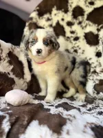 Pink Slush, a female Australian Shepherd for sale in Wayne, WV – 6 of 7
