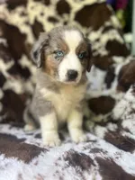 Sherbet Swirl, a female Australian Shepherd for sale in Wayne, WV – 8 of 9
