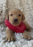 Sven, a male Labrador Retriever for sale in Wayne, WV – Photo 1 of 3