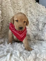 Sven, a male Labrador Retriever for sale in Wayne, WV – Photo 3 of 3