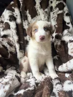 Dream Float, a male Australian Shepherd for sale in Wayne, WV – 5 of 8