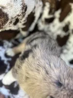Sherbet Swirl, a female Australian Shepherd for sale in Wayne, WV – 6 of 9