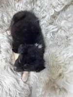 Raspberry Lemonade, a female Australian Shepherd for sale in Wayne, WV – Photo 8 of 9