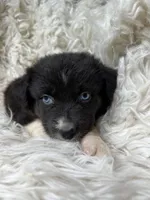 Raspberry Lemonade, a female Australian Shepherd for sale in Wayne, WV – Photo 6 of 9